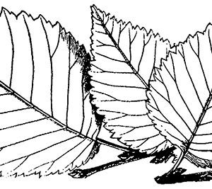 Clearsnap - Rollagraph - Design Wheel - Jumbo - Leafy Border
