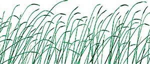 Clearsnap - Rollagraph - Design Wheel - Standard - Wheat Grass