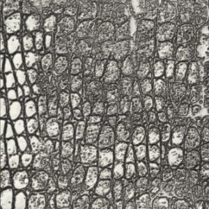Sizzix - Tim Holtz - 3D Texture Fades Embossing Folder - Reptile